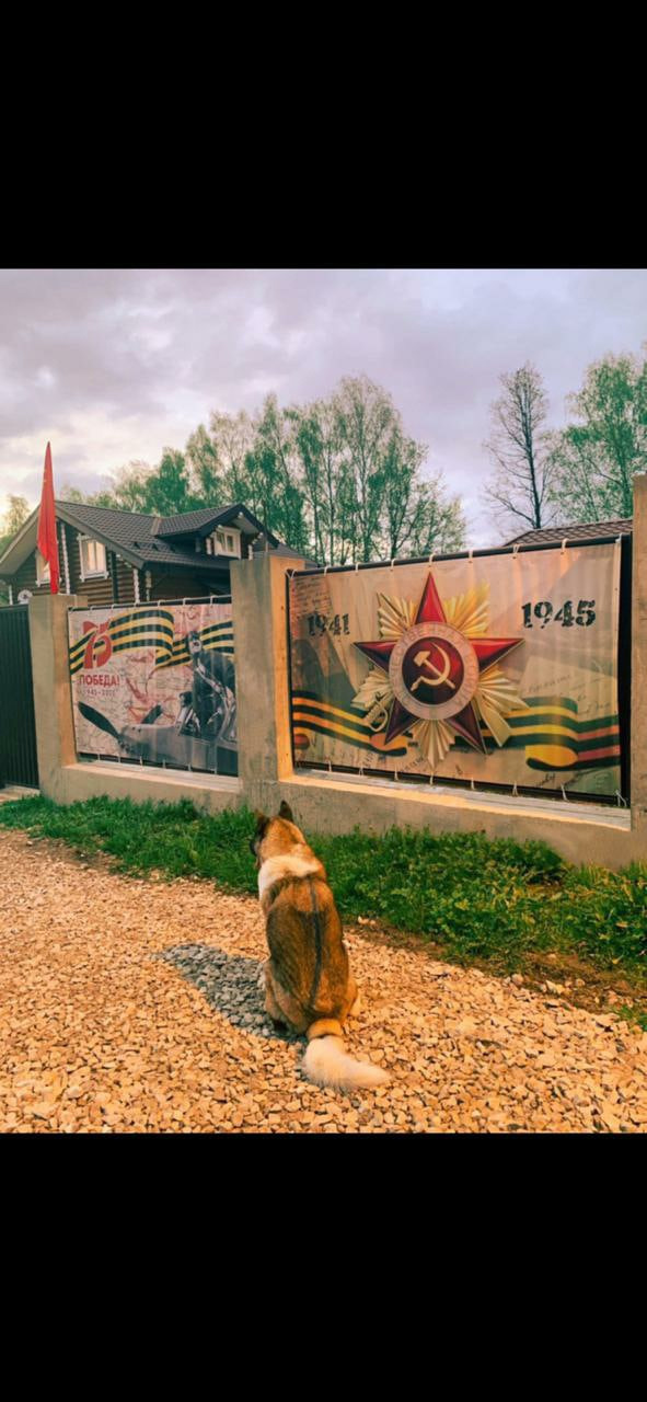 Американская акита питомник RUBYLIGHT. Американская акита I Сиба ину I Питомник RUBYLIGHT