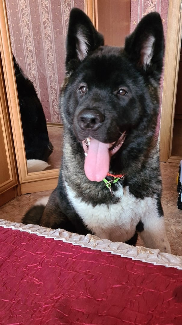 Rubylight Grom Американская акита питомник Рубилайт