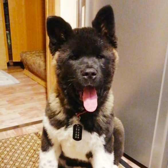 Rubylight Grom Американская акита питомник Рубилайт