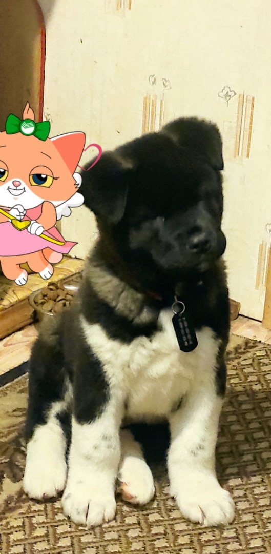 Rubylight Grom Американская акита питомник Рубилайт