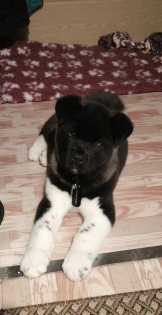 Rubylight Grom Американская акита питомник Рубилайт