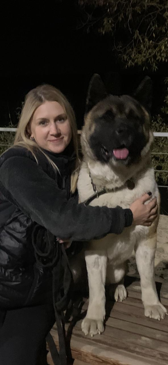 Американская акита питомник RUBYLIGHT. Американская акита I Сиба ину I Питомник RUBYLIGHT