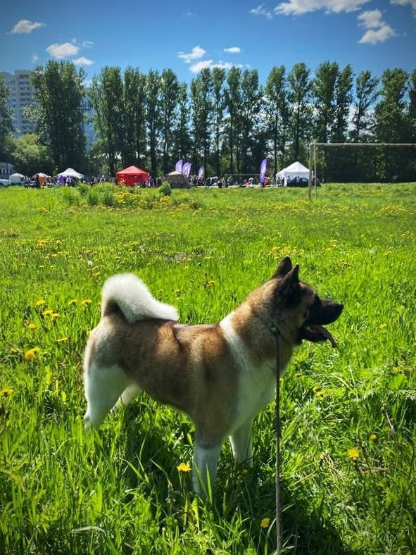 Американская акита питомник RUBYLIGHT. Американская акита I Сиба ину I Питомник RUBYLIGHT