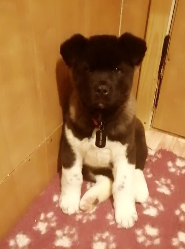 Rubylight Grom Американская акита питомник Рубилайт