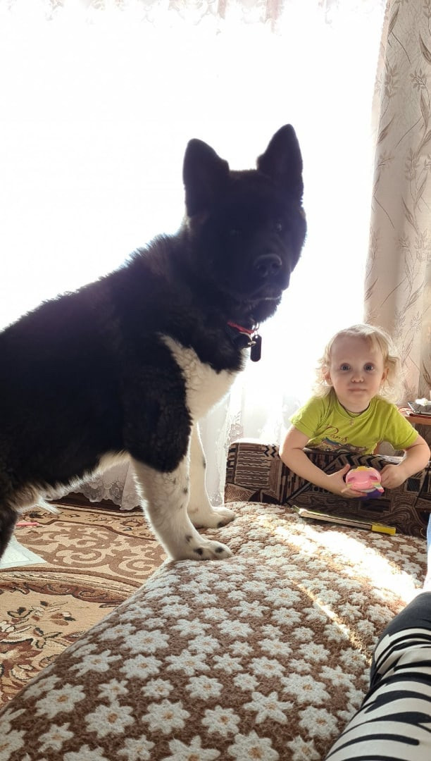 Rubylight Grom Американская акита питомник Рубилайт