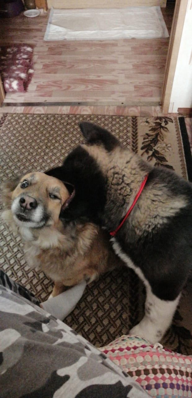 Rubylight Grom Американская акита питомник Рубилайт