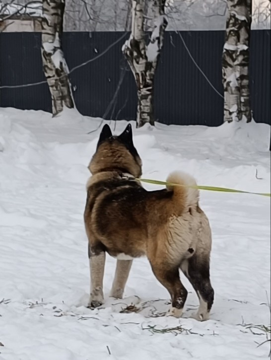 Triumf Sibiri Sting Shape of my Heart * Сэм   Американская Акита кобель питомник RUBYLIGHT Санкт-Петербург