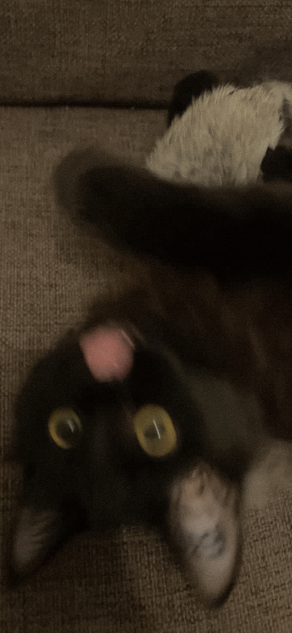 Наши котики. Никита Погосов