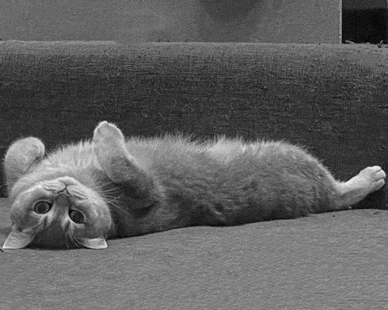 Наши котики. Никита Погосов