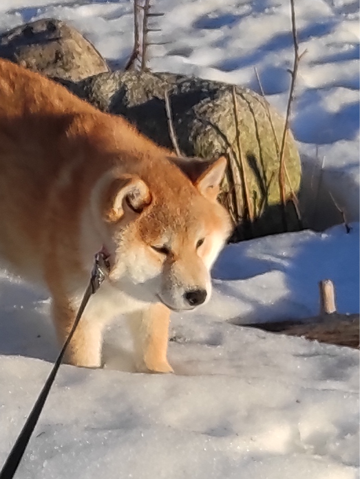 Ассоль * HANDZIMEMESITE ASOLL  сиба питомник Rubylight