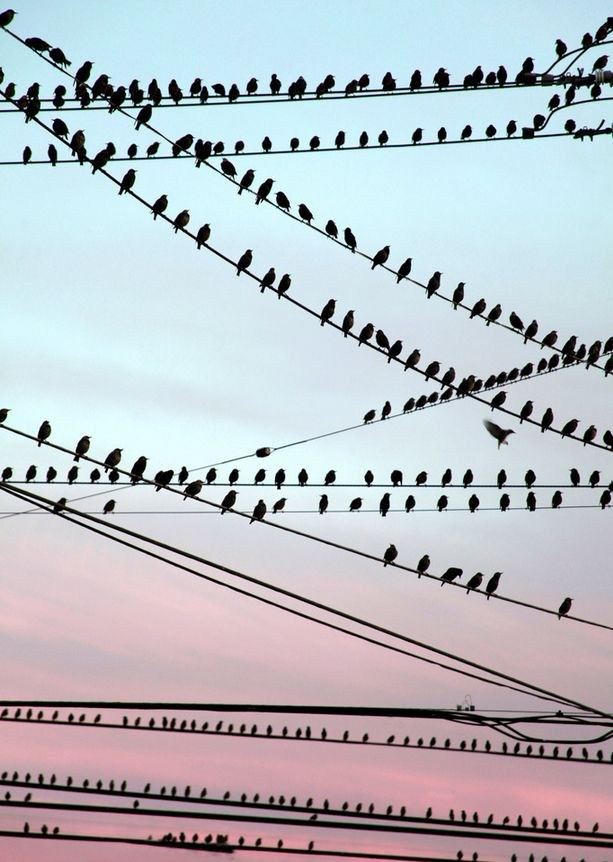 Композиция кадра. Семейный и свадебный фотограф в Майкопе Михаил Мартиросян