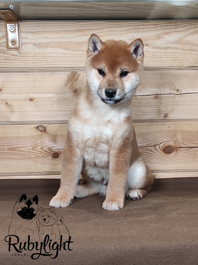 Rubylight Luis. AMERICAN AKITA RUBYLIGHT KENNEL I SHIBA-INU