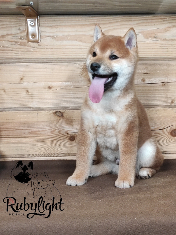 Rubylight Luis. AMERICAN AKITA RUBYLIGHT KENNEL I SHIBA-INU