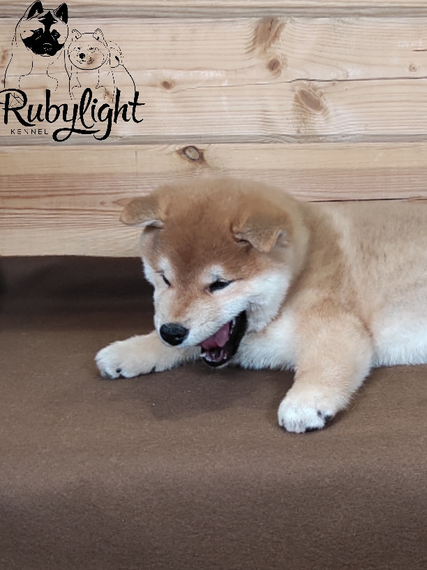Щенки сиба-ину, шиба, Отец: SHIOMARU EVER DREAM Мать: TRIUMF SIBIRI AKIKO CHIKAKO, Санкт-Петербург, RUBYLIGHT kennel