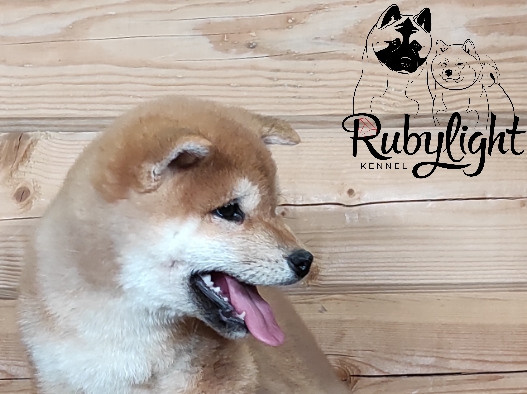 Щенки сиба-ину, шиба, Отец: SHIOMARU EVER DREAM Мать: TRIUMF SIBIRI AKIKO CHIKAKO, Санкт-Петербург, RUBYLIGHT kennel