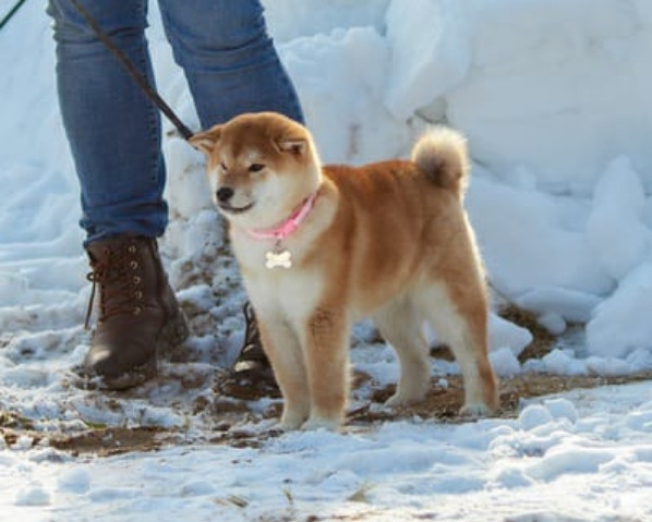 Сиба питомник RUBYLIGHT. Американская акита I Сиба ину I Питомник RUBYLIGHT