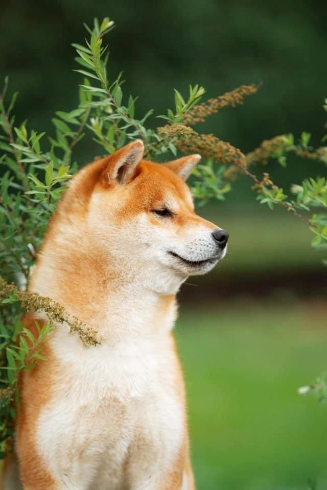 Отец Ассоль - Босс * SHIOMARU TURN IT INTO LOVE