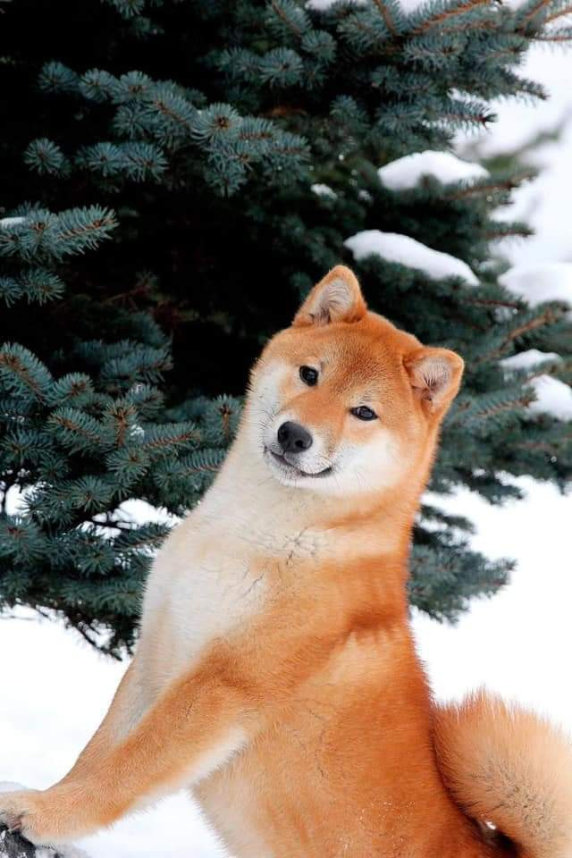 Мэги * SHIOMARU ROZY VARTE сиба при питомнике Rubylight