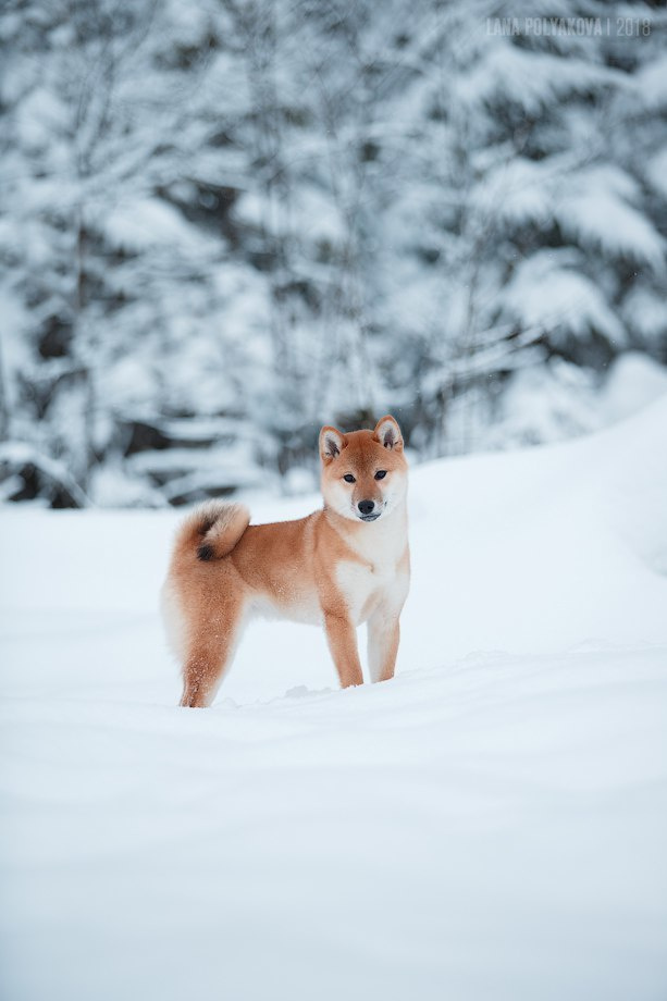 Сиба сиба-ину сибаину в Санкт-Петербурге

