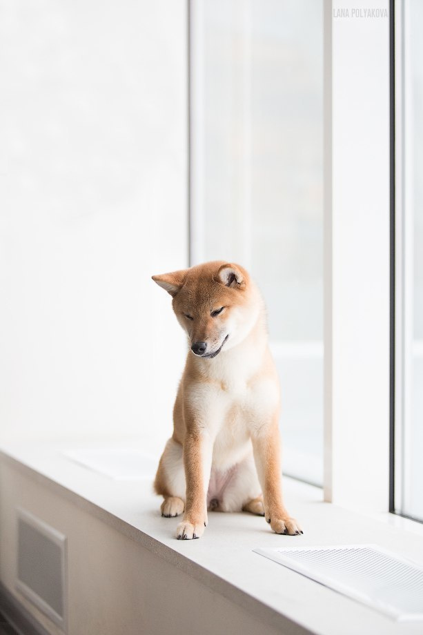 Сиба сиба-ину сибаину в Санкт-Петербурге
