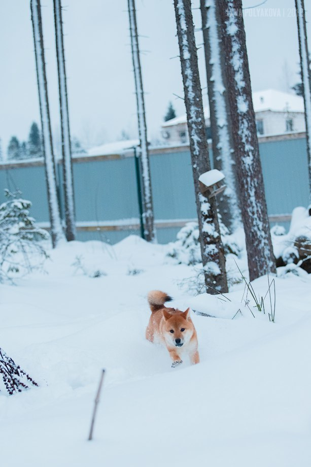 Сиба сиба-ину сибаину в Санкт-Петербурге
