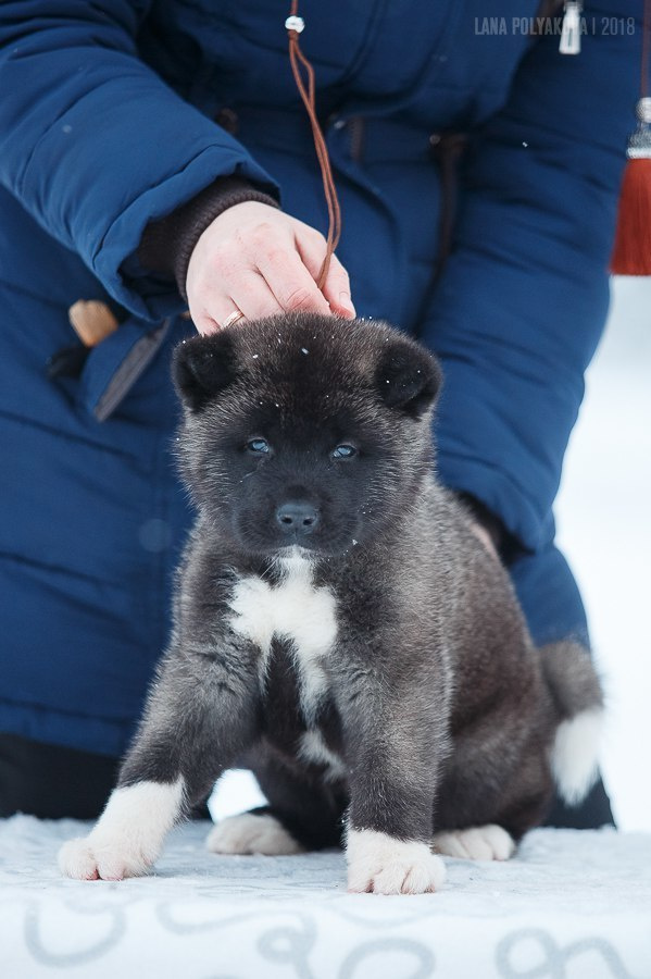 Щенки американской акиты