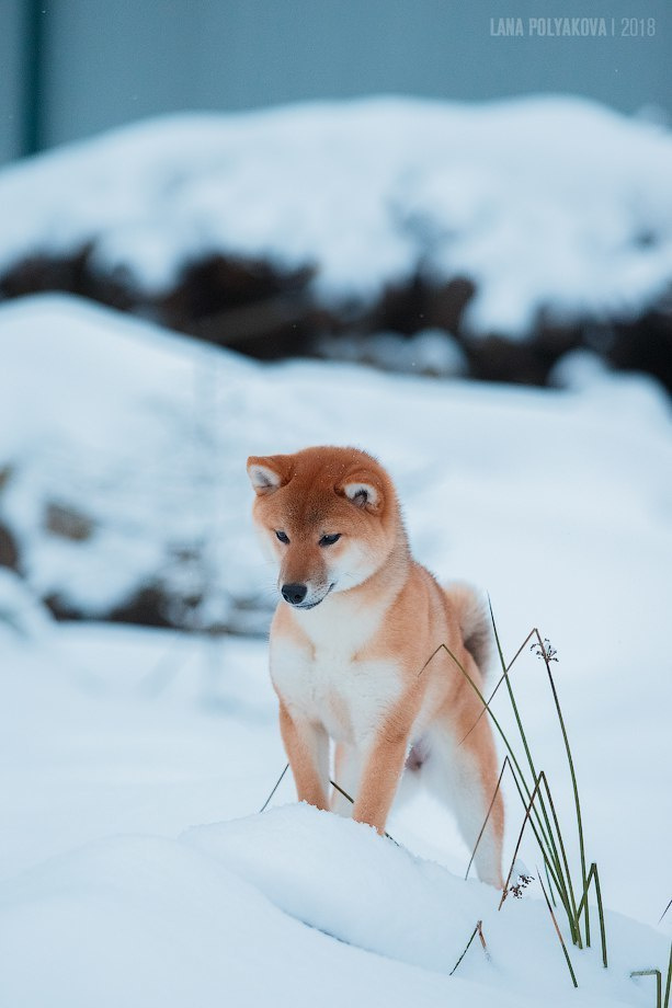 Сиба сиба-ину сибаину в Санкт-Петербурге
