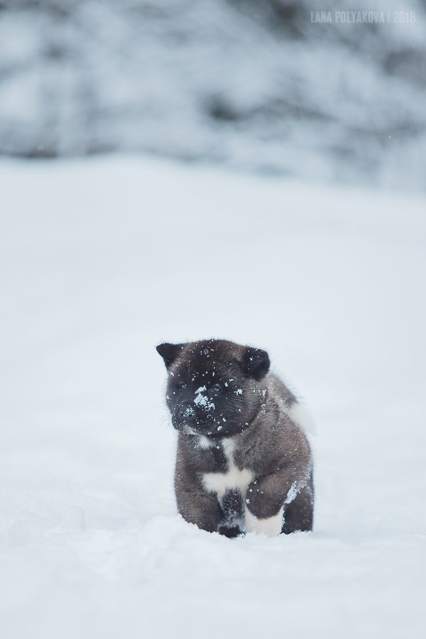 Щенки американской акиты
