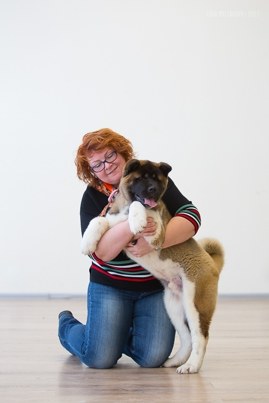 Американская акита Санкт-Петербург