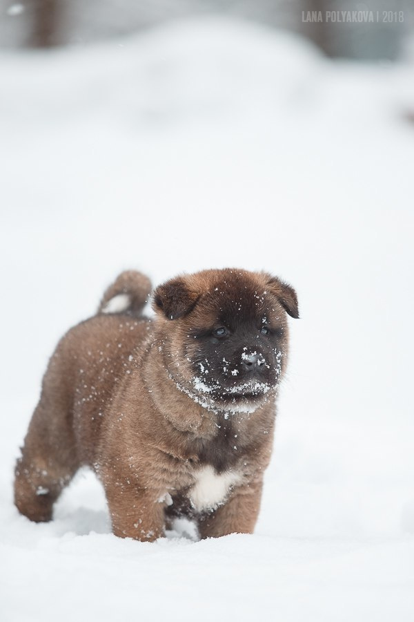 Щенки американской акиты