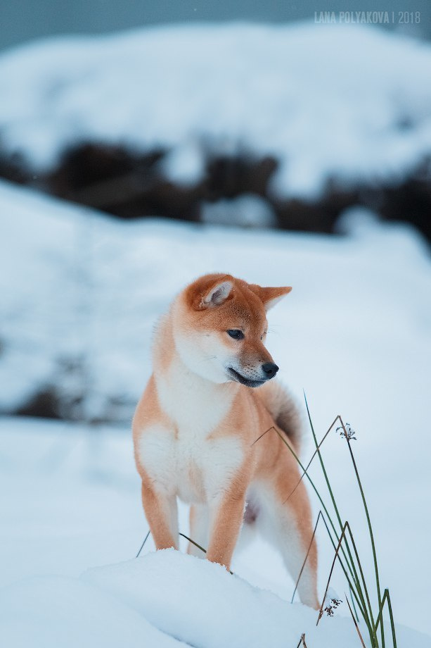 Сиба сиба-ину сибаину в Санкт-Петербурге
