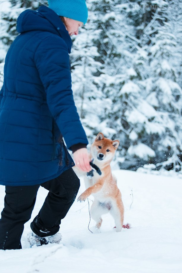 Сиба сиба-ину сибаину в Санкт-Петербурге
