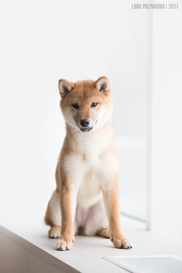 Сиба сиба-ину сибаину в Санкт-Петербурге
