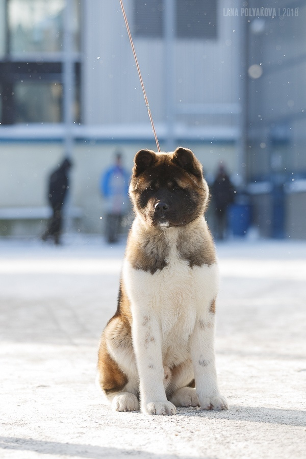 Американская акита Санкт-Петербург