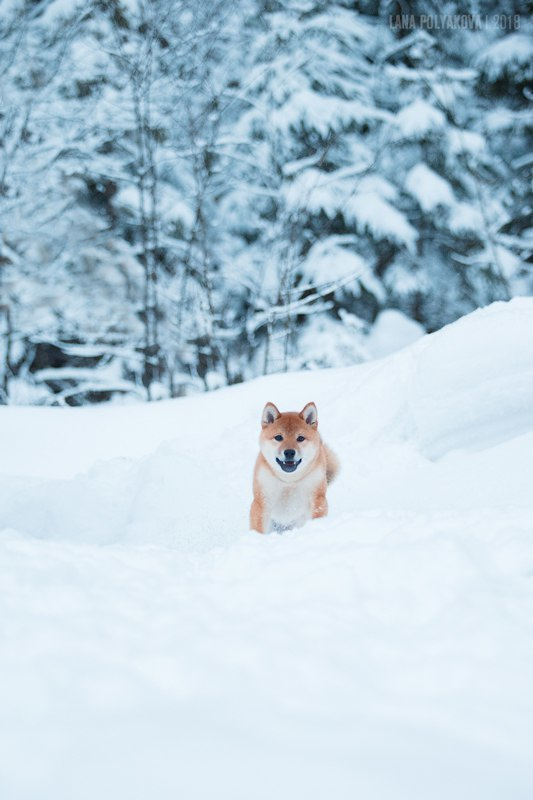 Сиба сиба-ину сибаину в Санкт-Петербурге
