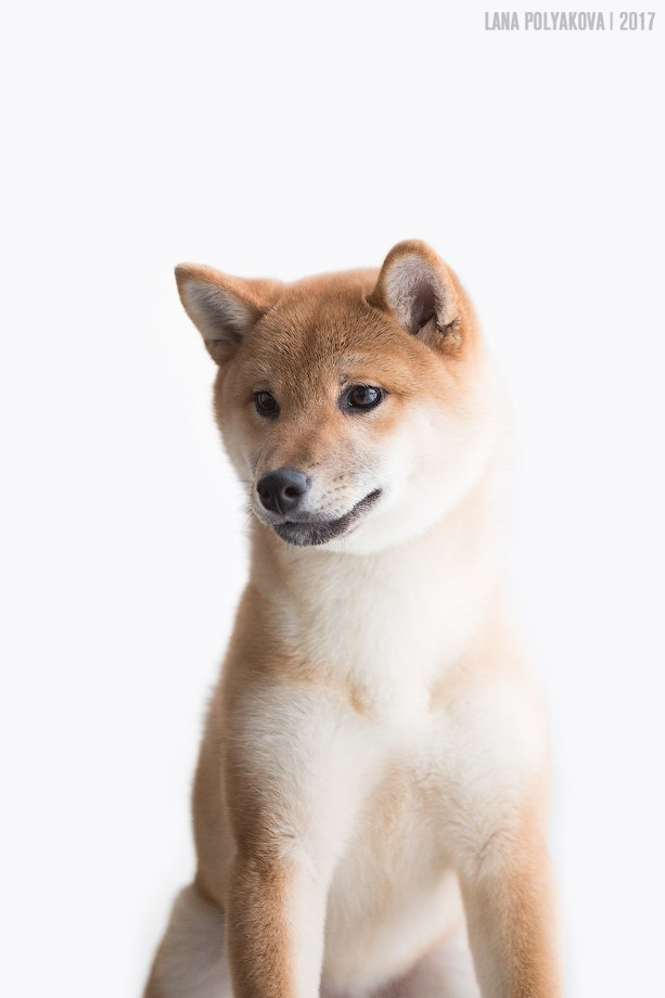 Сиба сиба-ину сибаину в Санкт-Петербурге
