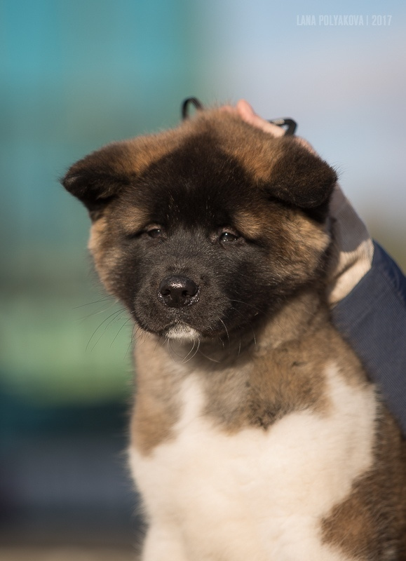 Американская акита Санкт-Петербург