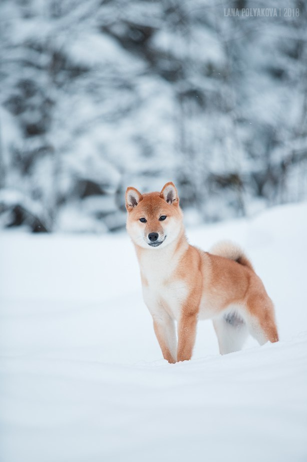 Сиба сиба-ину сибаину в Санкт-Петербурге
