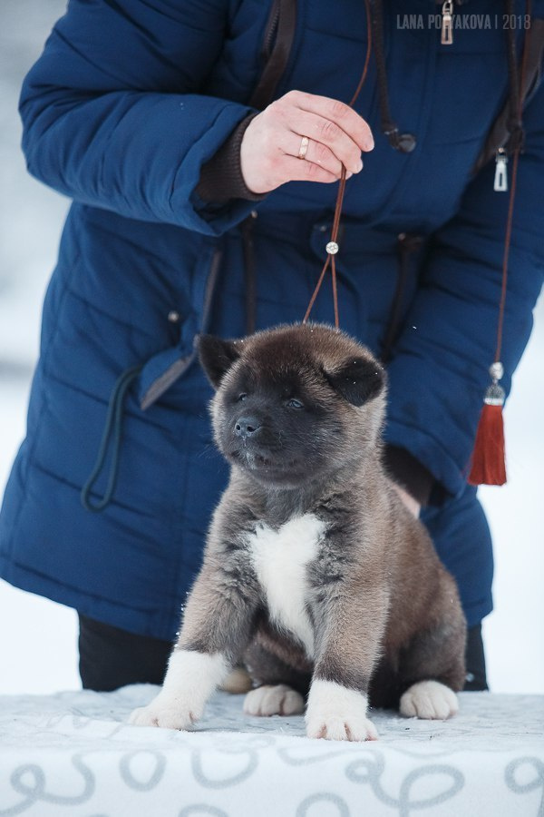 Щенки американской акиты питомник RUBYLIGHT