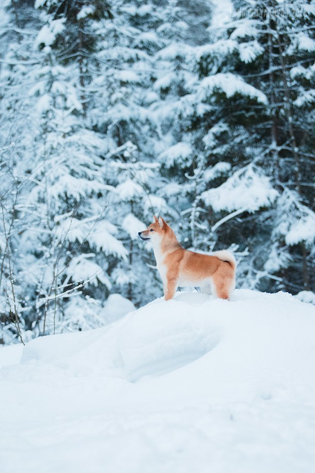 Сиба сиба-ину сибаину в Санкт-Петербурге
