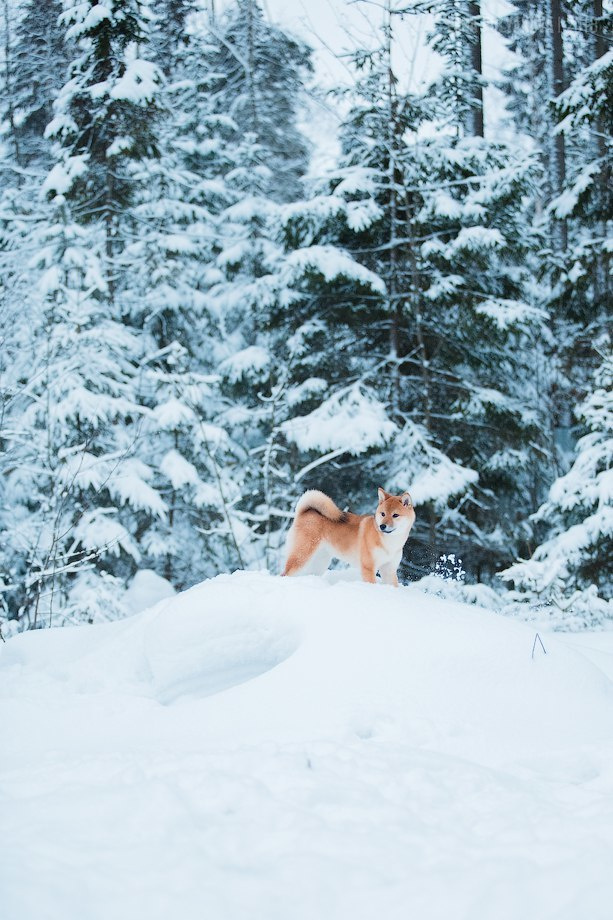 Сиба сиба-ину сибаину в Санкт-Петербурге
