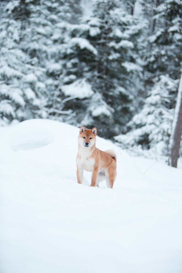 Сиба сиба-ину сибаину в Санкт-Петербурге
