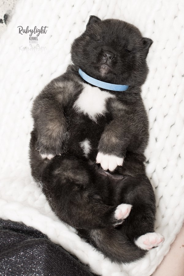 Щенки американской акиты