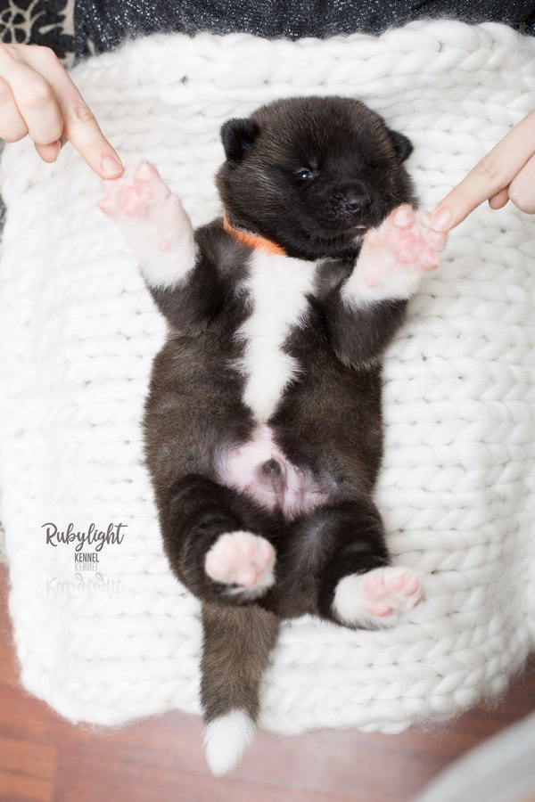 Щенки американской акиты питомник RUBYLIGHT