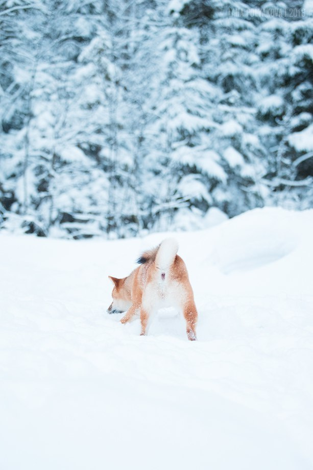 Сиба сиба-ину сибаину в Санкт-Петербурге
