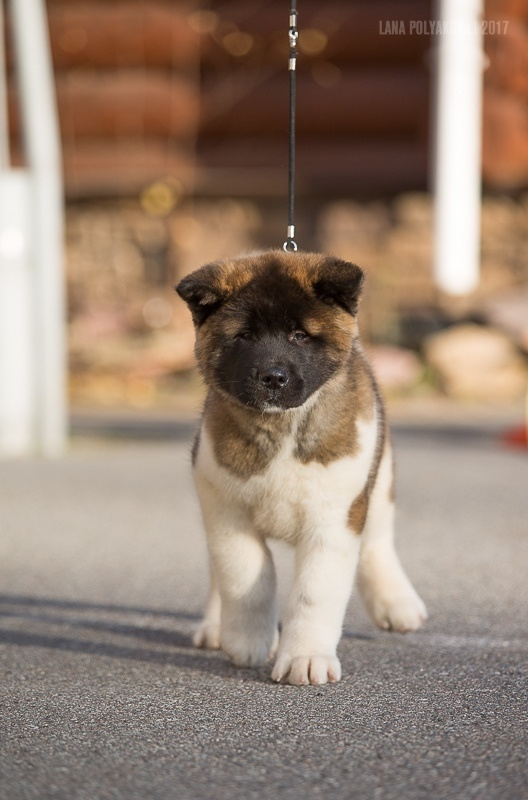 Американская акита Санкт-Петербург