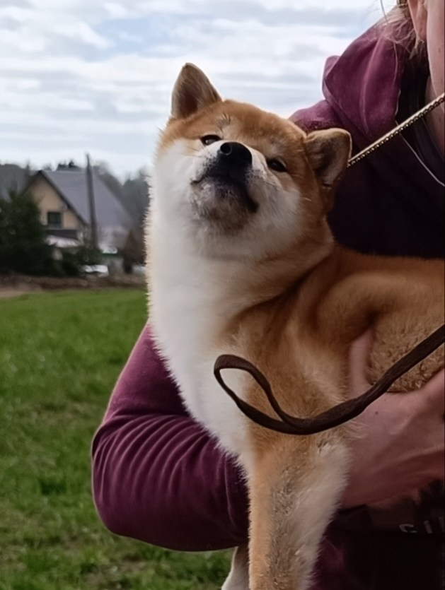 Rubylight Bella * Белла. Американская акита I Сиба ину I Питомник RUBYLIGHT