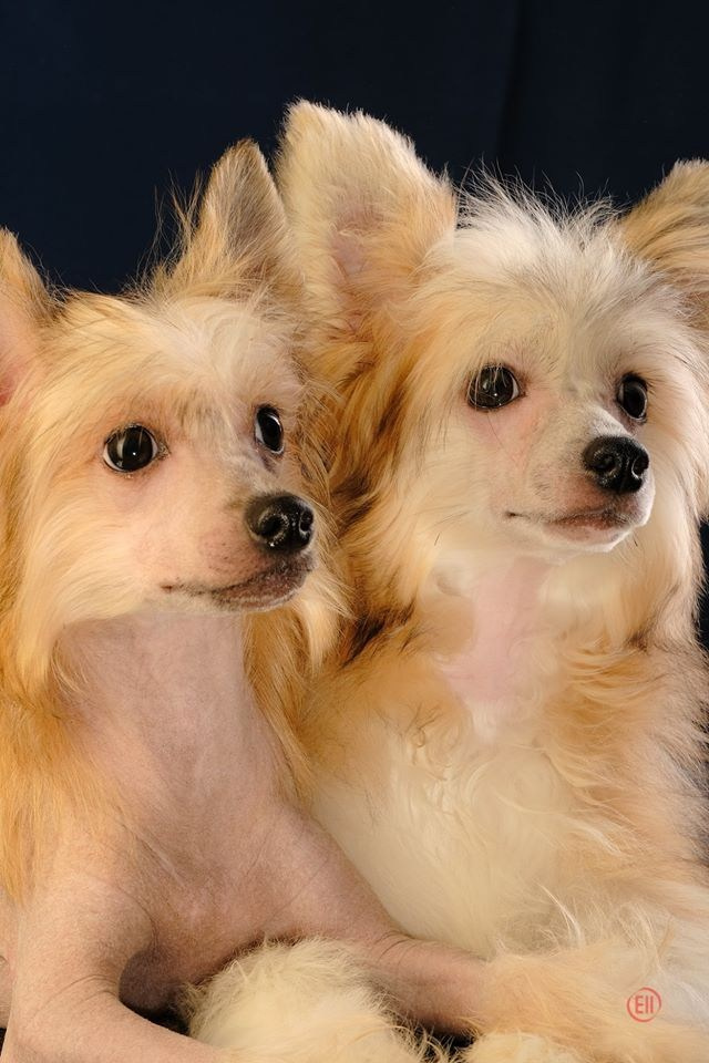 Poale Ell Cooper. Poale Ell Chinese Crested Dog Kennel: Buy a puppy from the kennel
