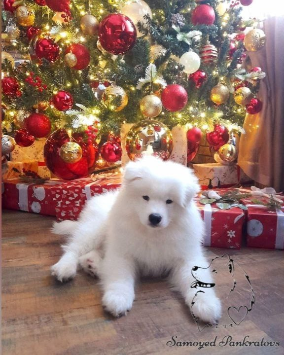 самоед медведь