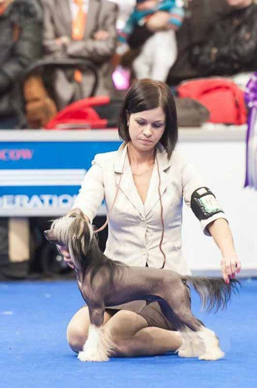 Нерону (Zlato Dinastii Neron) — 14 лет. Поздравляем тебя, наш знаменитый папа!. Питомник китайских хохлатых собак Poale Ell: купить щенка